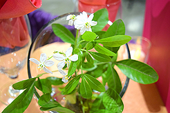 DEGRUV LIQUID CATERING AND KWANCHAI EVENTS